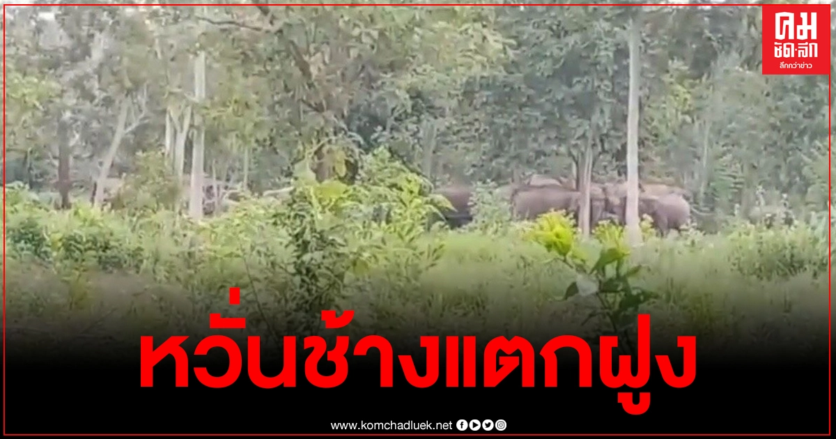 ผู้นำท้องถิ่นร่วมอนุรักษ์ ออกสำรวจไร่อ้อย หวั่นช้างอีกโขลงที่แตกออกจากโขลงใหญ่จะวกหวนกลับมา ผู้นำท้องถิ่นร่วมอนุรักษ์ ออกสำรวจไร่อ้อย หวั่นช้างอีกโขลงที่แตกออกจากโขลงใหญ่จะวกหวนกลับมา