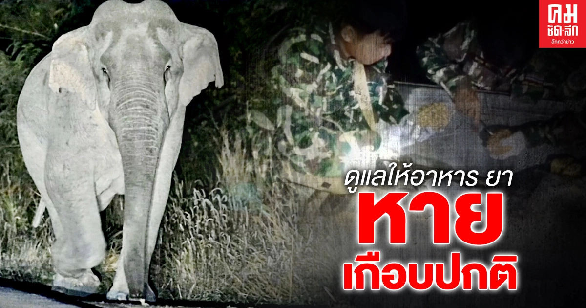 "ช้างพ่วง 18 จอมซ่า" ที่ถูกพ่วง18ล้อชนหายเกือบเป็นปกติ "ช้างพ่วง 18 จอมซ่า" ที่ถูกพ่วง18ล้อชนหายเกือบเป็นปกติ