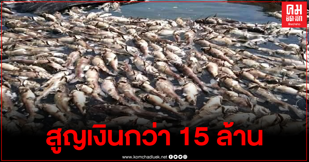 น้ำตาอาบแก้ม สูญกว่า 15 ล้าน ปลากดคังเลี้ยงในกระชัง อ่างเก็บน้ำเมืองกาญจน์ ตายเรียบ น้ำตาอาบแก้ม สูญกว่า 15 ล้าน ปลากดคังเลี้ยงในกระชัง อ่างเก็บน้ำเมืองกาญจน์ ตายเรียบ