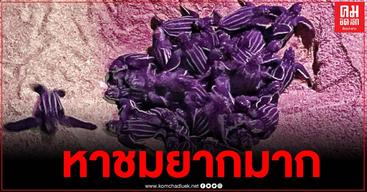 "ดร.ธรณ์" โพสต์ภาพหาชมยาก "เต่ามะเฟือง" 78 ตัวถือกำเนิดแล้ว ทำลายสถิติในรอบ 10 ปี คนแห่กดไลท์ชื่นชมเพียบ 