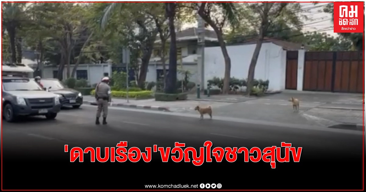  'ดาบเรือง'ขวัญใจสุนัขย่านเลียบด่วนรามอินทรา