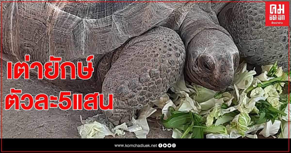 หัวร้อนเลย "เต่ายักษ์"ตัวละ 5 แสน หัวร้อนเลย "เต่ายักษ์"ตัวละ 5 แสน