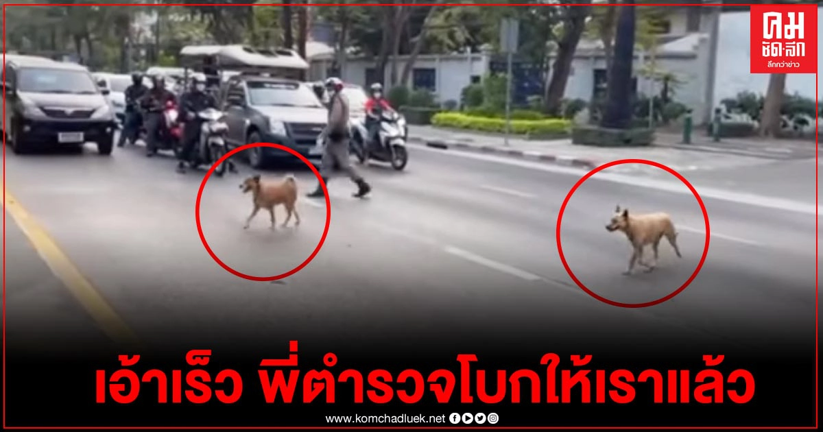 แห่แชร์คลิป น่ารักน่าเอ็นดู น้องหมา 2 ตัว ยืนรอตำรวจจราจรโบกรถให้ข้ามถนน