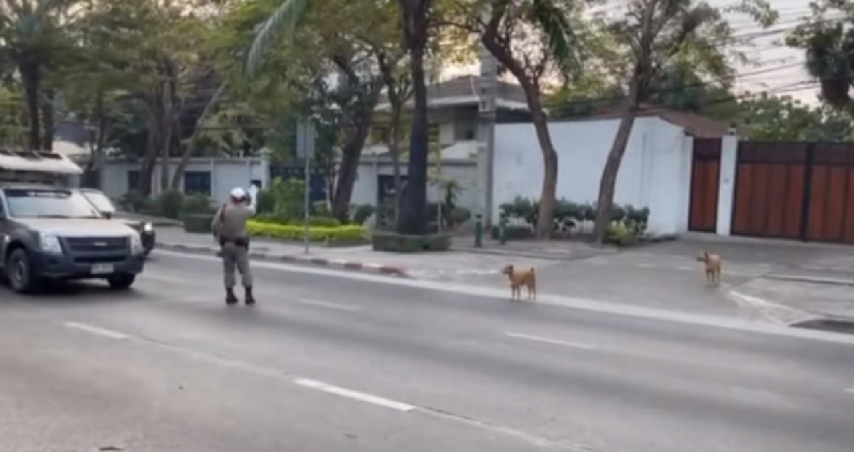 แห่แชร์คลิป น่ารักน่าเอ็นดู น้องหมา 2 ตัว ยืนรอตำรวจจราจรโบกรถให้ข้ามถนน