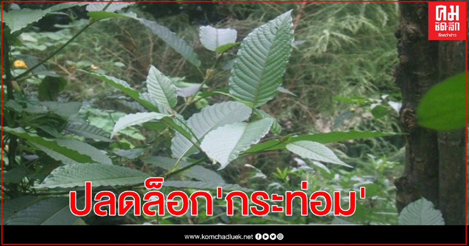  เฮ สภาผู้แทนฯ มติ 319 ต่อ 7 เสียง ปลดล็อก"กระท่อม" ประชาชนกินได้ไม่มีความผิด