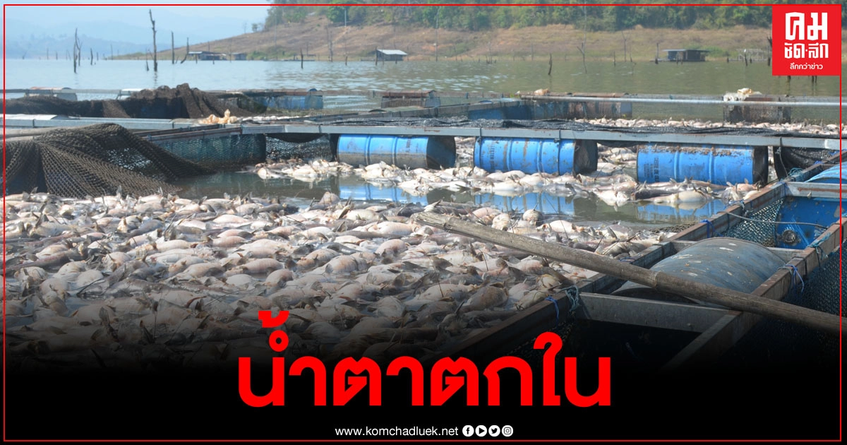 จุกอก 85 กระชังปลาตายเกลี้ยง เงินกว่า 30 ล้านหายวับไปกับตา ขึ้นทะเบียนผู้เพาะเลี้ยงสัตว์น้ำไม่ได้ หมดทางช่วยเหลือเยียวยา จุกอก 85 กระชังปลาตายเกลี้ยง เงินกว่า 30 ล้านหายวับไปกับตา ขึ้นทะเบียนผู้เพาะเลี้ยงสัตว์น้ำไม่ได้ หมดทางช่วยเหลือเยียวยา