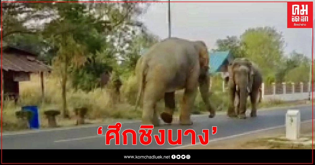 ศึกชิงนาง.. "ช้างสีดอเจ้าสิบล้อ"ปะทะ "เจ้าแข็งแกร่ง" ฝุ่นตลบ ไม่ให้ข้ามเขตมาหาตัวเมียในฝูง 