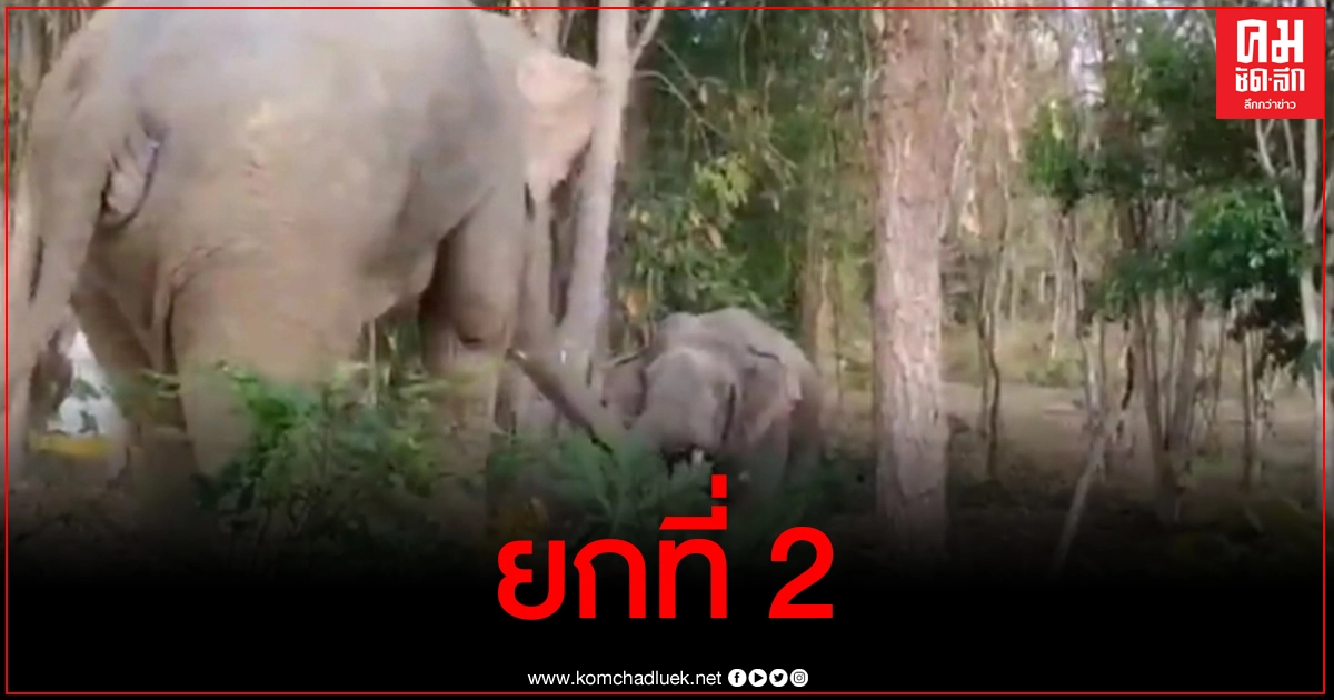 ปะทะยกที่ 2 'เจ้าสิบล้อ' ช้างพังสีดอ - 'เจ้าแข็งแกร่ง' ช้างหนุ่มตกมัน ได้แผลทั้งคู่ ปะทะยกที่ 2 'เจ้าสิบล้อ' ช้างพังสีดอ - 'เจ้าแข็งแกร่ง' ช้างหนุ่มตกมัน ได้แผลทั้งคู่