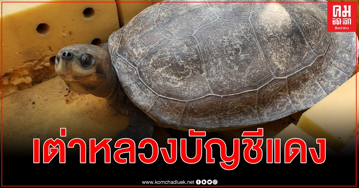 (คลิป) กัมพูชาปล่อย เต่าหลวง สัตว์ใกล้สูญพันธุ์ขั้นวิกฤติในบัญชีแดงกลับลำน้ำธรรมชาติ (คลิป) กัมพูชาปล่อย เต่าหลวง สัตว์ใกล้สูญพันธุ์ขั้นวิกฤติในบัญชีแดงกลับลำน้ำธรรมชาติ