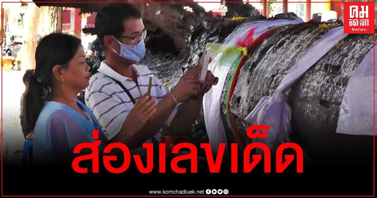 ใกล้หวยออก ชาวบ้านแห่ขอโชคต้นตะเคียน หลังงวดที่แล้วถูกเลขท้าย 2 ตัวยกหมู่บ้าน ใกล้หวยออก ชาวบ้านแห่ขอโชคต้นตะเคียน หลังงวดที่แล้วถูกเลขท้าย 2 ตัวยกหมู่บ้าน