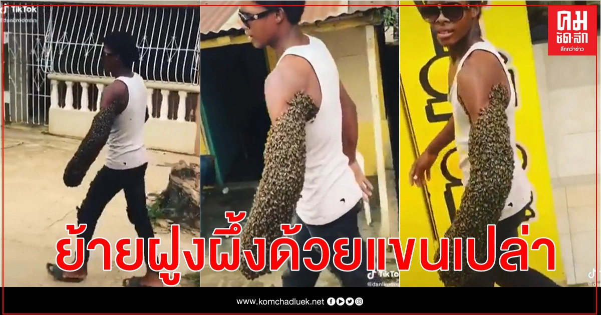 หนุ่มพาฝูงผึ้งย้ายรังสุดชิล มือกำผึ้งนางพญา ที่เหลือหลายพันตัวรุมเกาะแขน (คลิป) หนุ่มพาฝูงผึ้งย้ายรังสุดชิล มือกำผึ้งนางพญา ที่เหลือหลายพันตัวรุมเกาะแขน (คลิป)