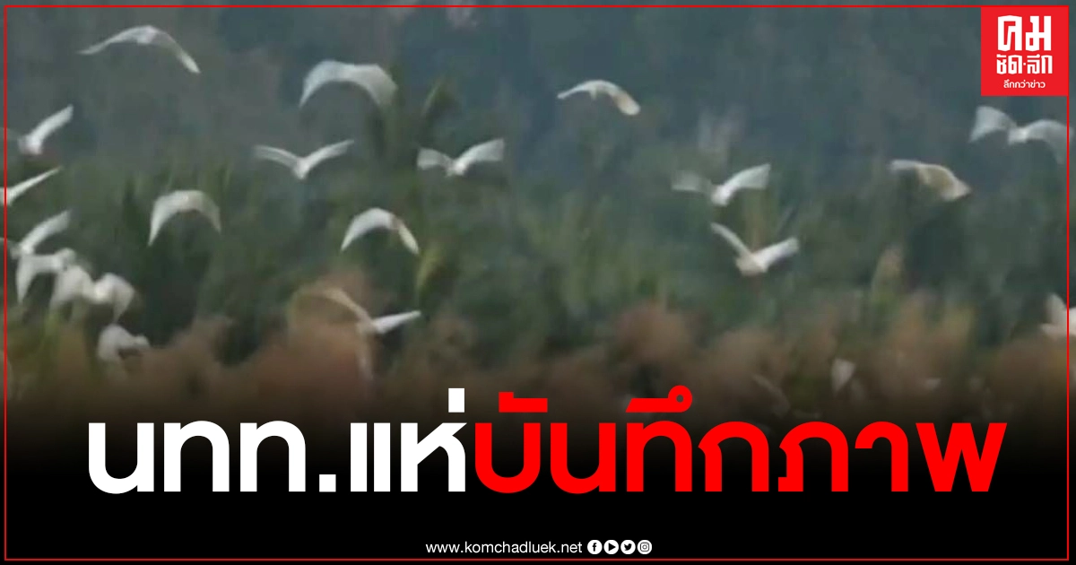 ตื่นตาตื่นใจ ขาวโพลน ฝูงนกนับพัน โผล่อ่างเก็บน้ำ นทท.แห่บันทึกภาพ ตื่นตาตื่นใจ ขาวโพลน ฝูงนกนับพัน โผล่อ่างเก็บน้ำ นทท.แห่บันทึกภาพ