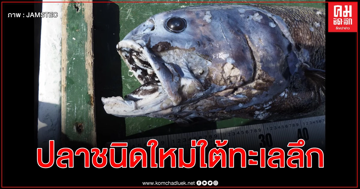 ญี่ปุ่นพบปลาน้ำลึกชนิดใหม่ นักล่าบนสุดในอ่าวซูรูงะ เรียกขานตามชื่อชั้นสูงสุดของซูโม่ ญี่ปุ่นพบปลาน้ำลึกชนิดใหม่ นักล่าบนสุดในอ่าวซูรูงะ เรียกขานตามชื่อชั้นสูงสุดของซูโม่