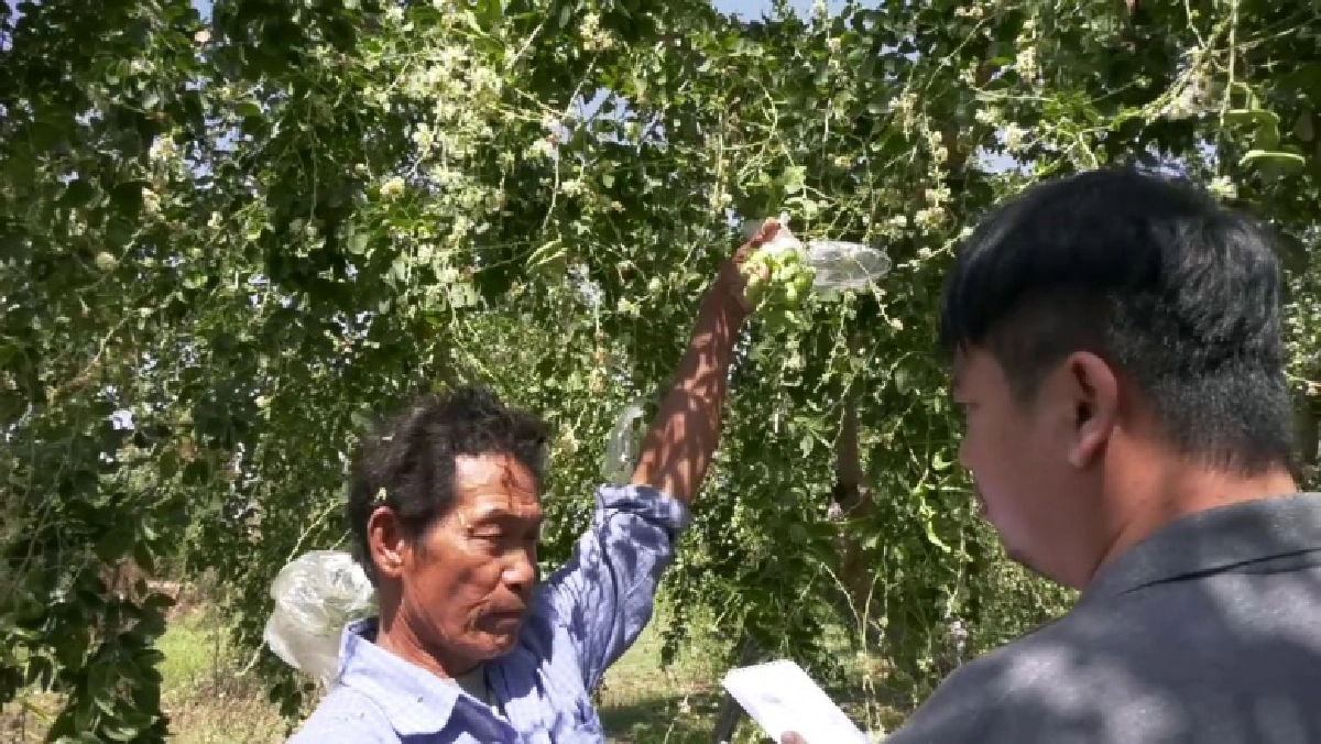 มะขามเทศ, มะขามเทศเพชรโนนไทย