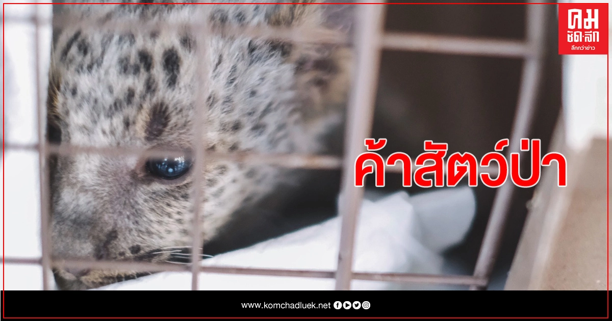 ปทส.รวบชาวอินเดีย ค้าเสือดาว เล็งขบวนการช็อปจากสวนสัตว์ ส่งขายทำกำไร ปทส.รวบชาวอินเดีย ค้าเสือดาว เล็งขบวนการช็อปจากสวนสัตว์ ส่งขายทำกำไร