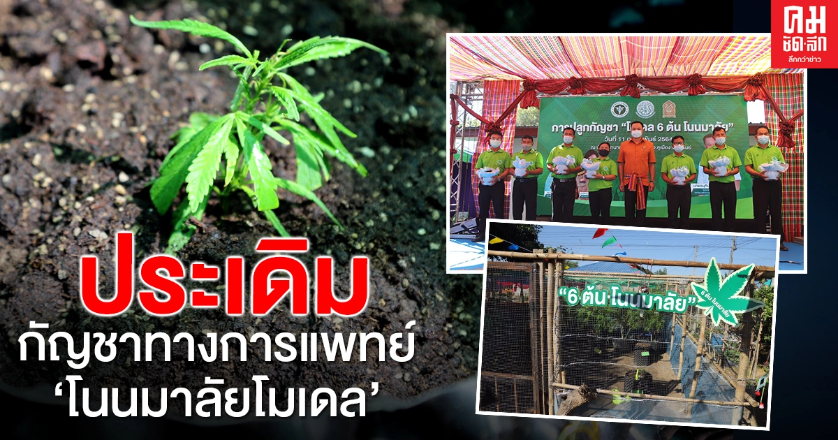 ดีเดย์ ปลูกกัญชา 6 ต้น โนนมาลัยโมเดล สร้างเศรษฐกิจชุมชน ดีเดย์ ปลูกกัญชา 6 ต้น โนนมาลัยโมเดล สร้างเศรษฐกิจชุมชน