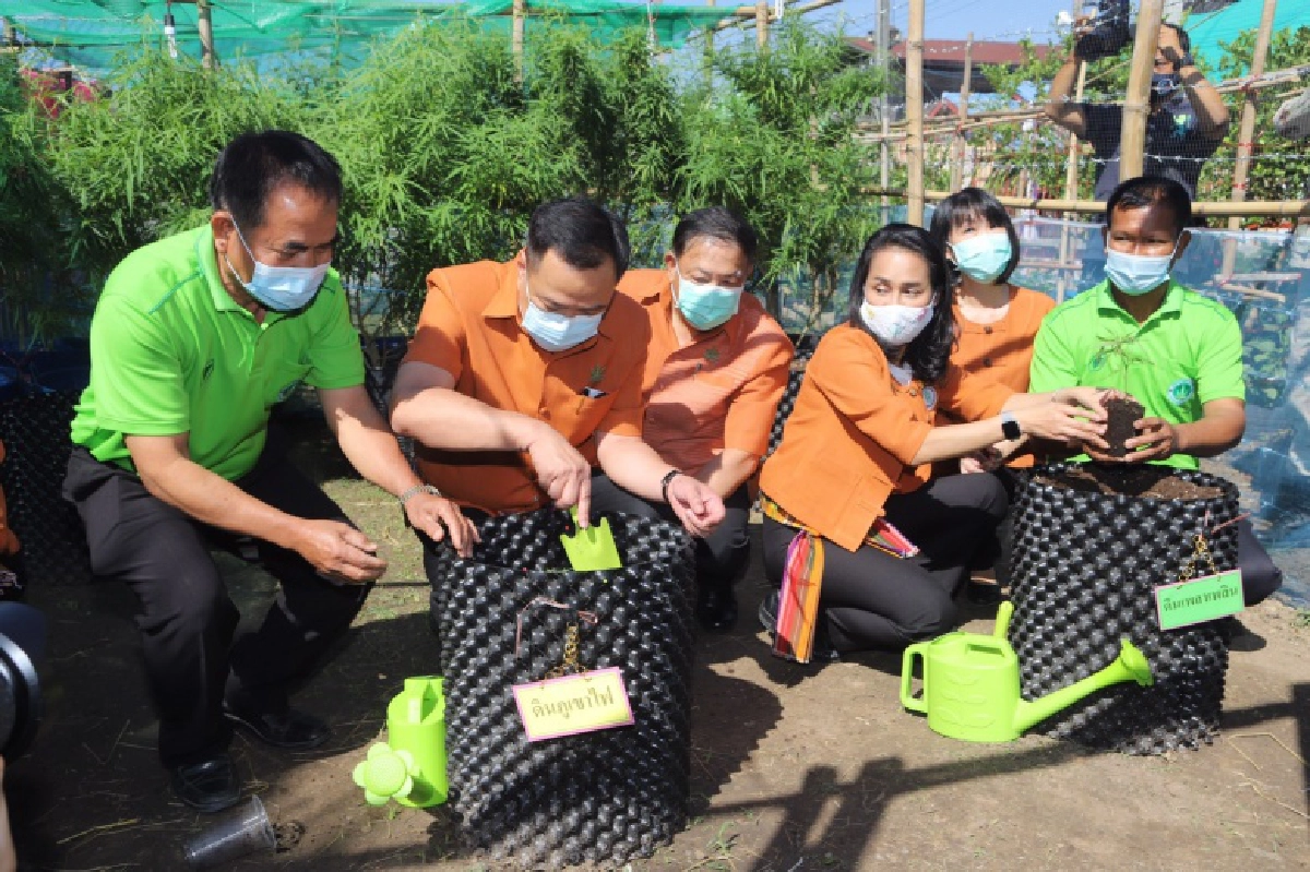 ดีเดย์  ปลูกกัญชา 6 ต้น โนนมาลัยโมเดล  สร้างเศรษฐกิจชุมชน