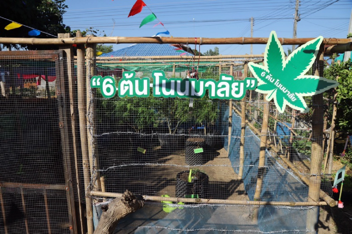 ดีเดย์  ปลูกกัญชา 6 ต้น โนนมาลัยโมเดล  สร้างเศรษฐกิจชุมชน