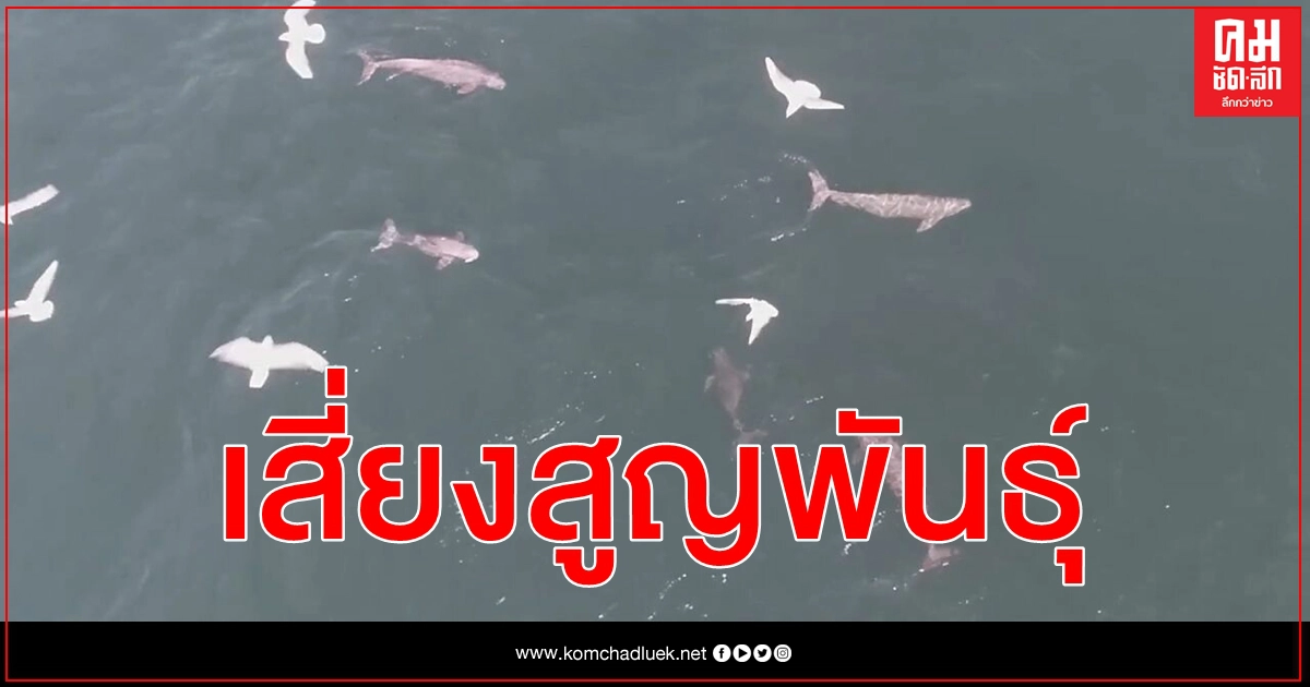 (คลิป) ฝูงโลมาสีชมพู สัตว์ป่าคุ้มครองระดับ 1 จีน บัญชีแดงเสี่ยงสูญพันธุ์ ออกล่าเหยื่อ (คลิป) ฝูงโลมาสีชมพู สัตว์ป่าคุ้มครองระดับ 1 จีน บัญชีแดงเสี่ยงสูญพันธุ์ ออกล่าเหยื่อ