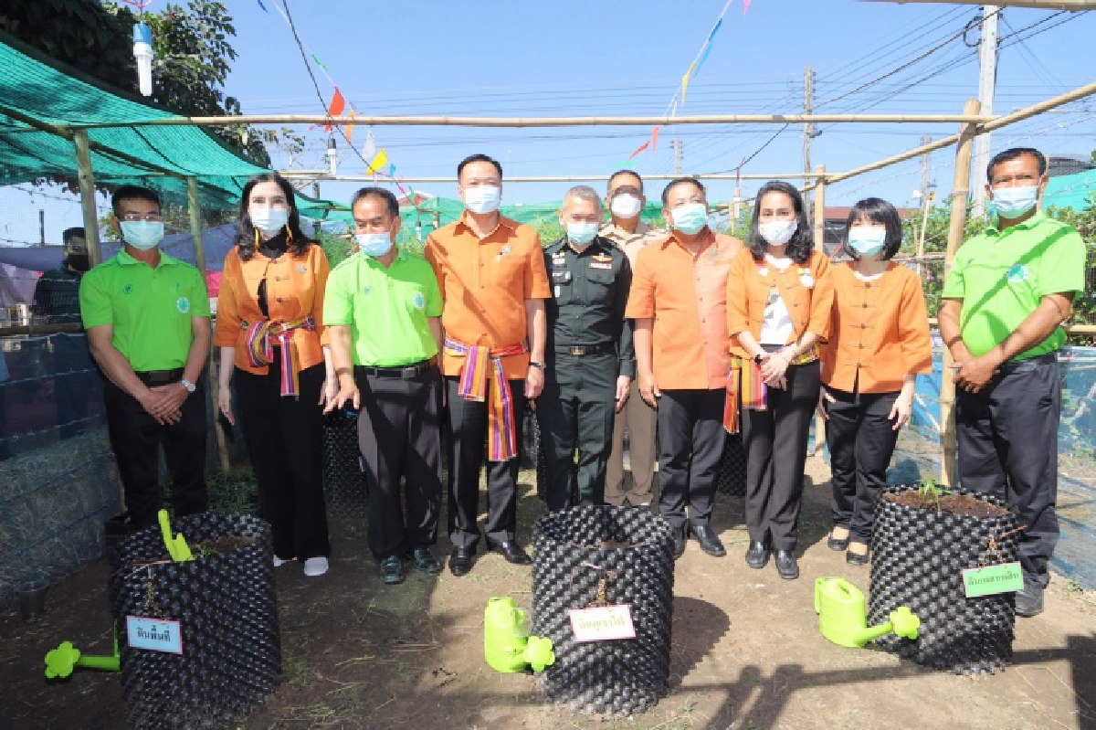 ดีเดย์  ปลูกกัญชา 6 ต้น โนนมาลัยโมเดล  สร้างเศรษฐกิจชุมชน