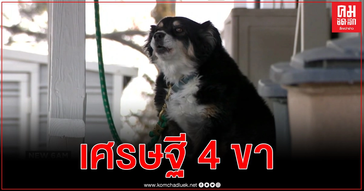 ปู่มะกันจากไปทิ้งมรดก 150 ล้านให้น้องหมาแสนรัก ปู่มะกันจากไปทิ้งมรดก 150 ล้านให้น้องหมาแสนรัก