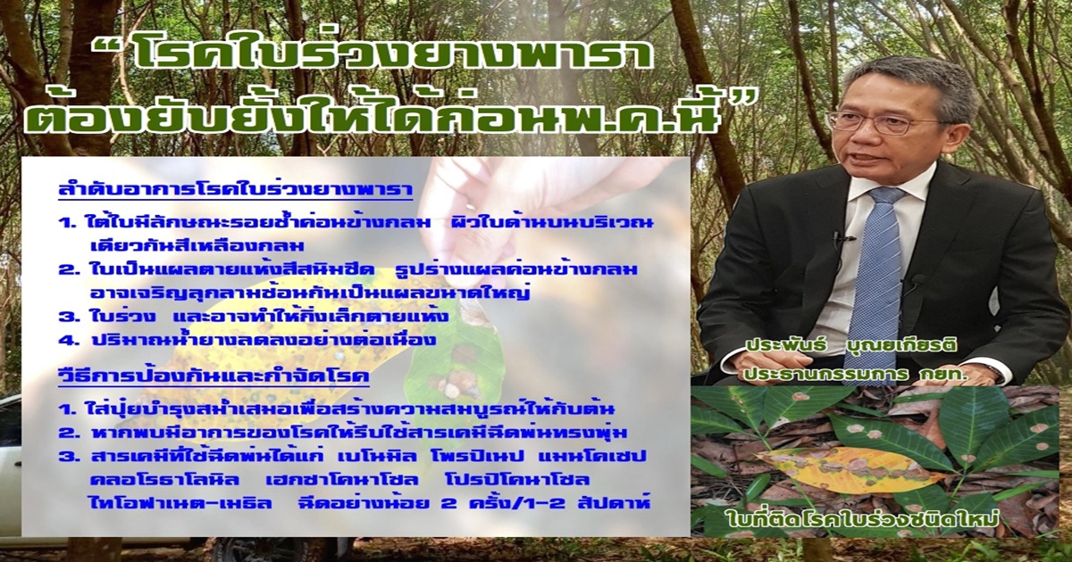 กยท.เร่งวางแผนสู่โรคใบร่วงระบาด ขีดเส้นตายยับยั้งให้ได้ก่อนพ.ค.นี้
