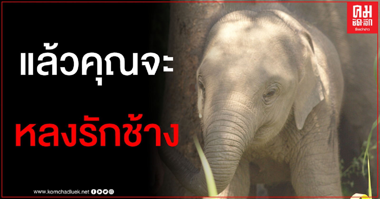 The Elephant Hospital สารคดีที่จะทำให้คุณเข้าใจ "คนรักช้าง" มากยิ่งขึ้น