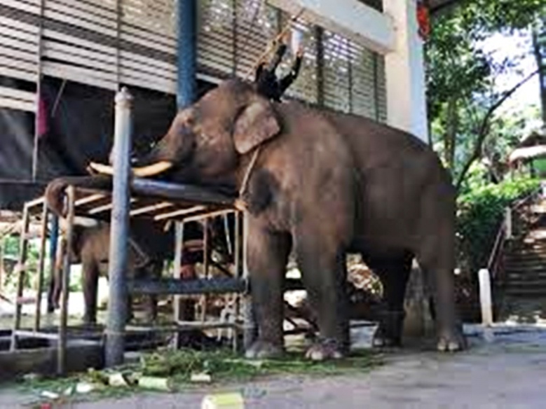 The Elephant Hospital สารคดีที่จะทำให้คุณเข้าใจ "คนรักช้าง" มากยิ่งขึ้น
