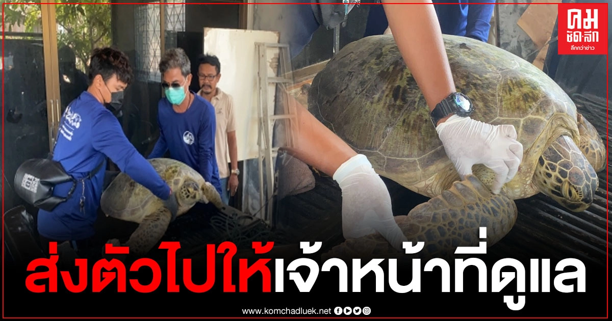 ชาวประมง พบเต่าติดอวนลอยอยู่ในทะเล รีบแจ้งให้เจ้าหน้าที่รับไปอนุบาล ชาวประมง พบเต่าติดอวนลอยอยู่ในทะเล รีบแจ้งให้เจ้าหน้าที่รับไปอนุบาล