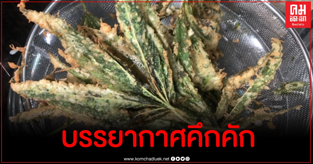 ลูกค้าแน่น แห่ชิมเมนูจากใบกัญชาเต็มร้าน ร้านแรกในระยอง ลูกค้าแน่น แห่ชิมเมนูจากใบกัญชาเต็มร้าน ร้านแรกในระยอง