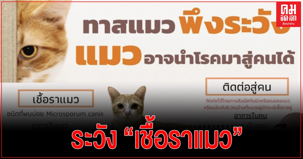 "แพทย์ผิวหนัง" เตือน ทาสแมวพึงระวัง แมวอาจนำโรคมาสู่คนได้