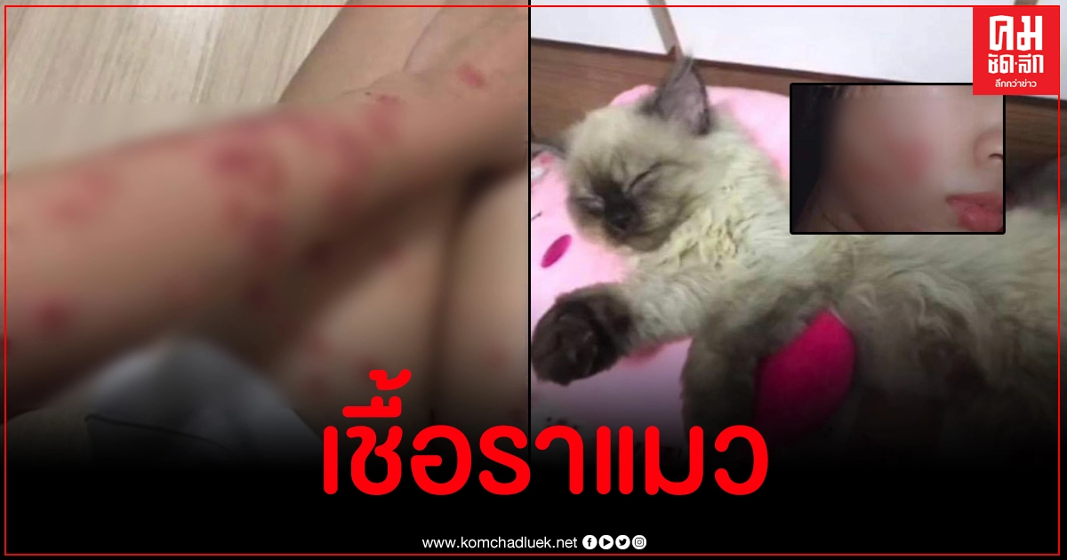 หมอแล็บฯ เตือนทาสแมว ระวังภัยใกล้ตัวติดเชื้อราแมว ผื่นแดง แผลเต็มตัว เสียโฉม หมอแล็บฯ เตือนทาสแมว ระวังภัยใกล้ตัวติดเชื้อราแมว ผื่นแดง แผลเต็มตัว เสียโฉม