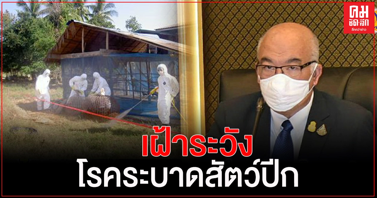 "มหาดไทย" กำชับอำเภอ และท้องถิ่น แจ้งเตือนประชาชนเฝ้าระวังป้องกันโรคระบาดสัตว์ปีก