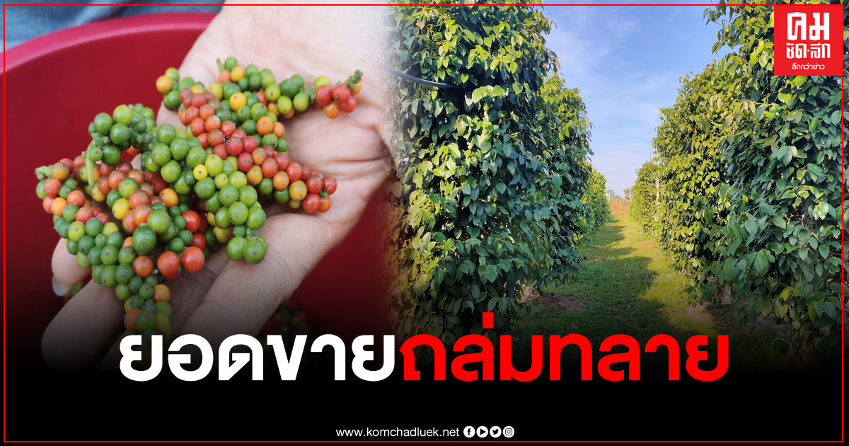 สุดปัง พริกไทยตรังโด่งดังทั่วประเทศ ยอดขายออนไลน์เพียบ สุดปัง พริกไทยตรังโด่งดังทั่วประเทศ ยอดขายออนไลน์เพียบ