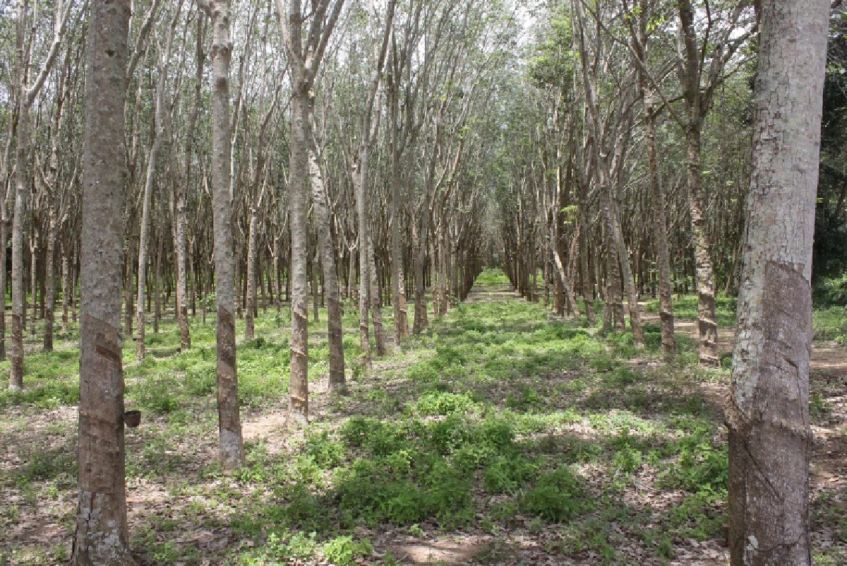 กยท.ฟันธง ปีนี้โอกาสทองราคายางสดใส คลอดมาตรการรักษาเสถียรภาพอย่างยั่งยืน
