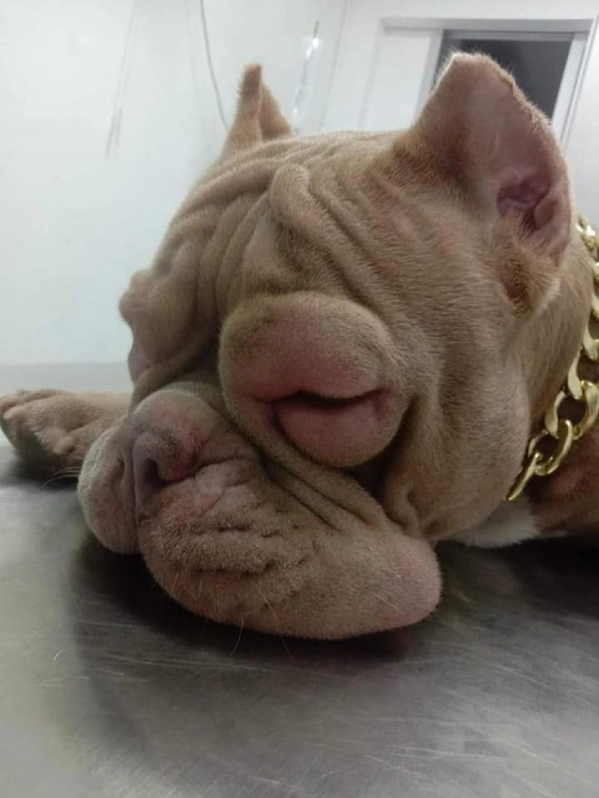 ชาวเน็ตเอ็นดู "น้องข้าวโพด" สุนัขพันธุ์พิทบูล แพ้กุ้งจนตาบวมปูด