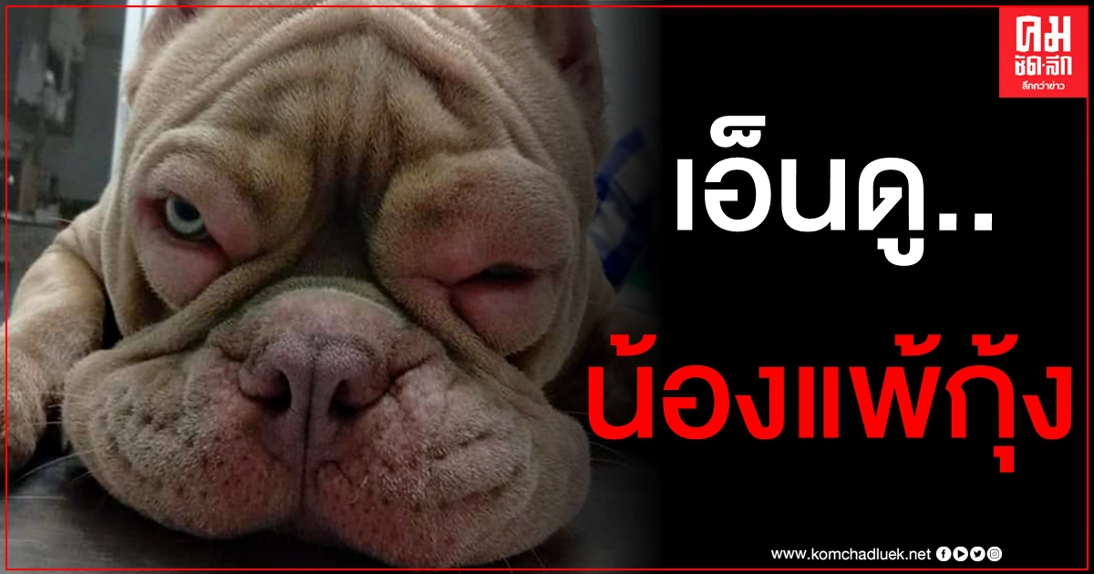 ชาวเน็ตเอ็นดู "น้องข้าวโพด" สุนัขพันธุ์พิทบูล แพ้กุ้งจนตาบวมปูด