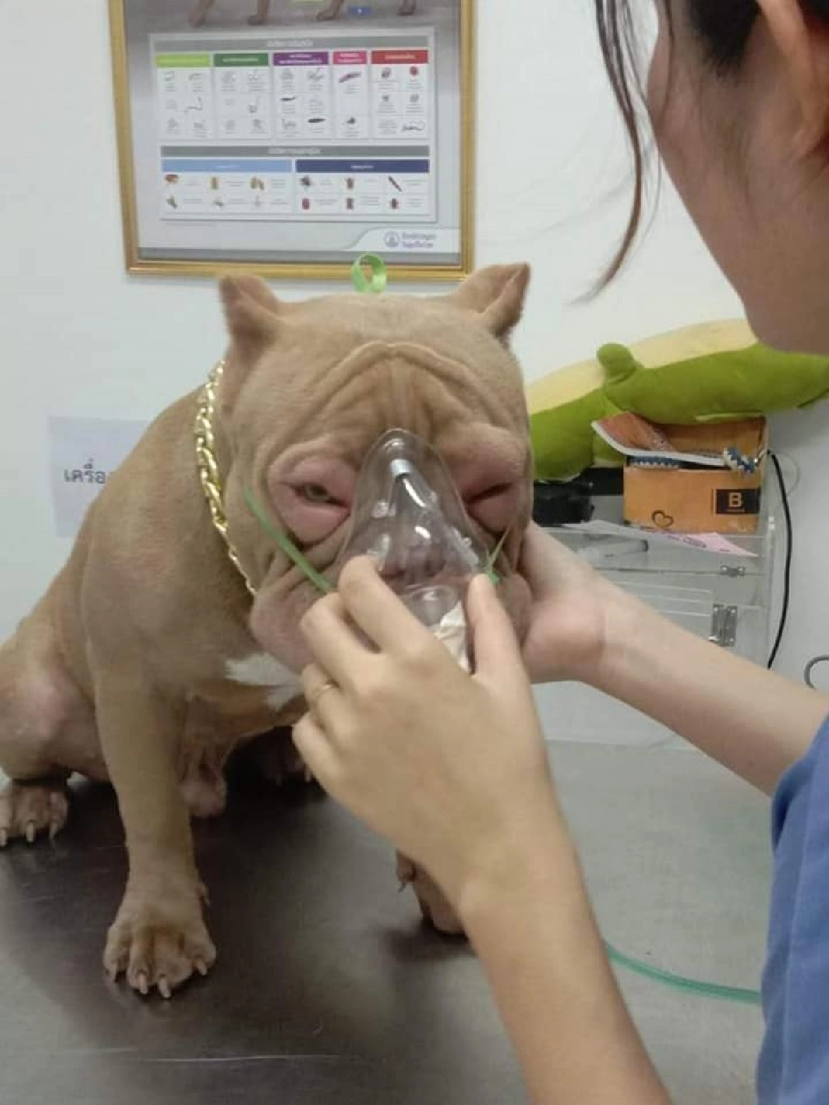 ชาวเน็ตเอ็นดู "น้องข้าวโพด" สุนัขพันธุ์พิทบูล แพ้กุ้งจนตาบวมปูด