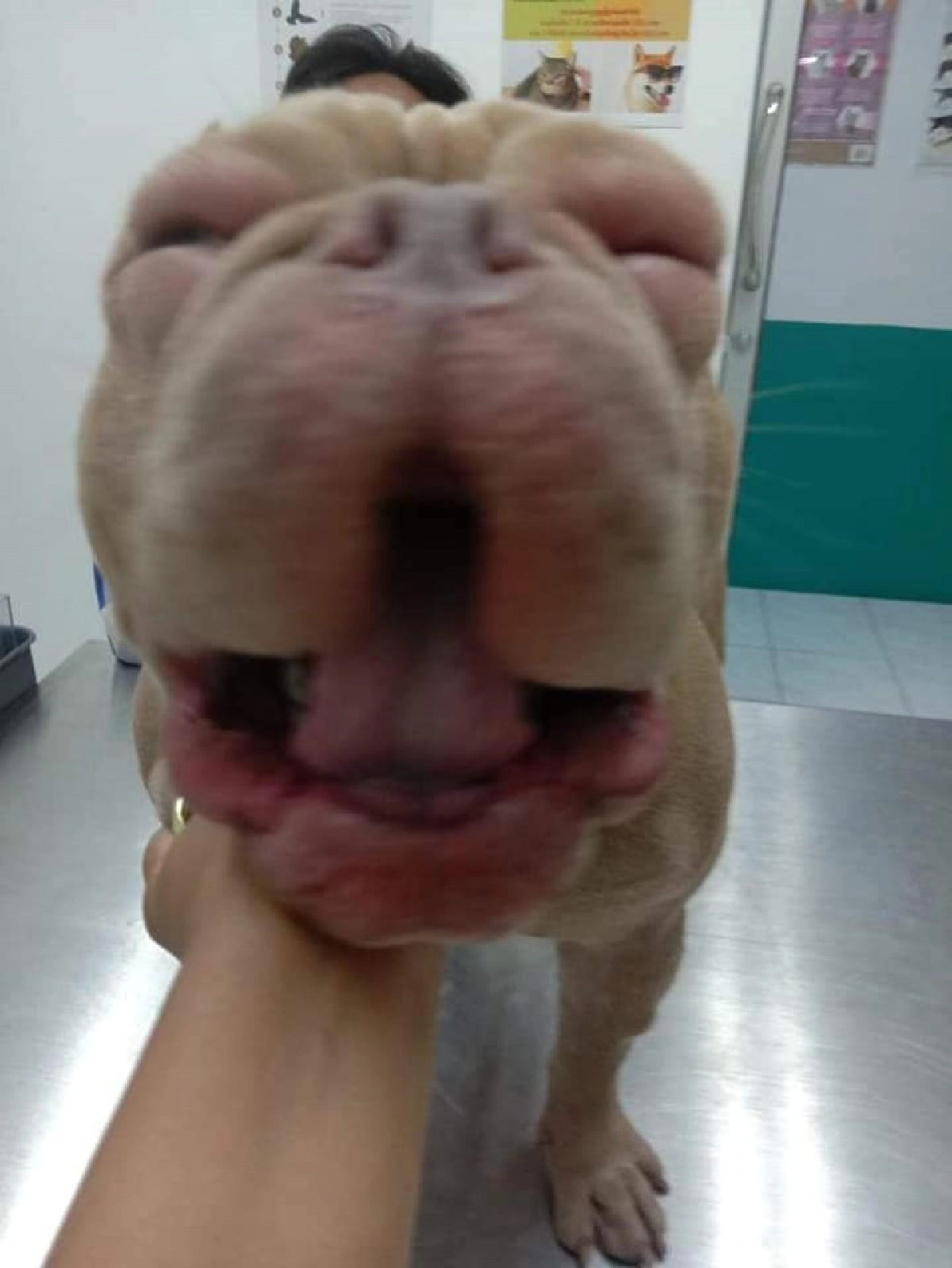 ชาวเน็ตเอ็นดู "น้องข้าวโพด" สุนัขพันธุ์พิทบูล แพ้กุ้งจนตาบวมปูด