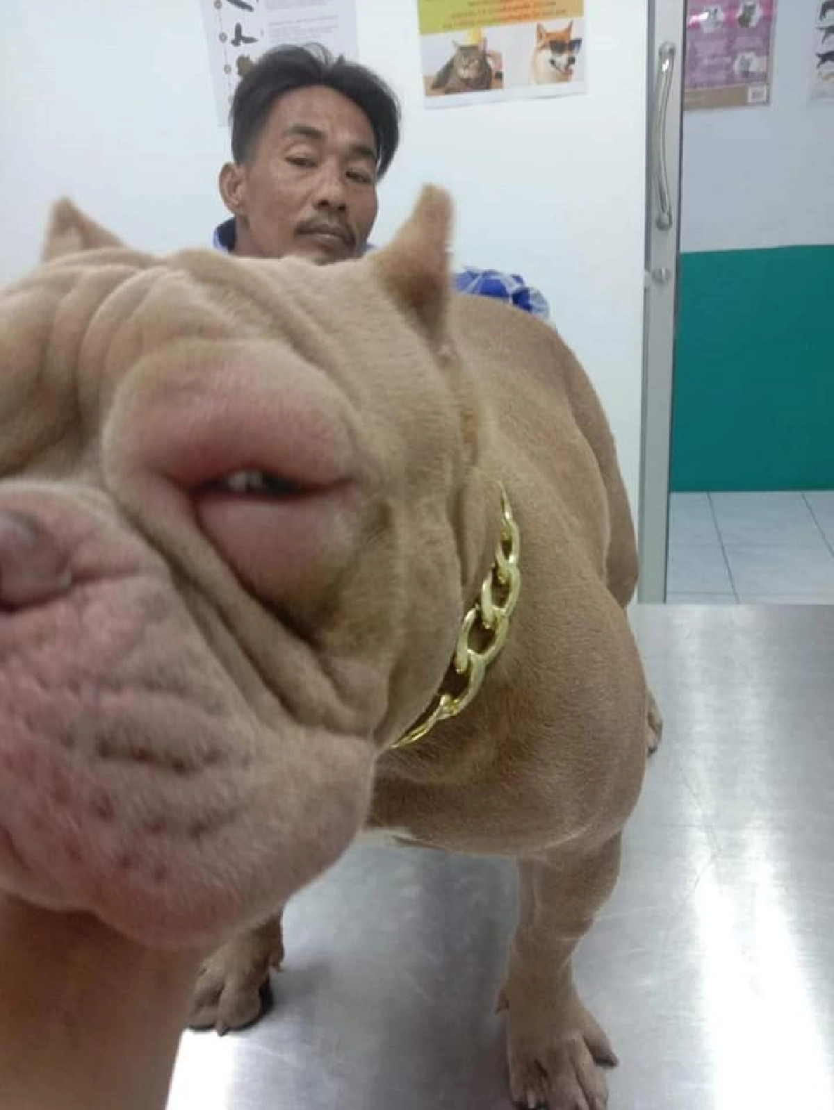 ชาวเน็ตเอ็นดู "น้องข้าวโพด" สุนัขพันธุ์พิทบูล แพ้กุ้งจนตาบวมปูด