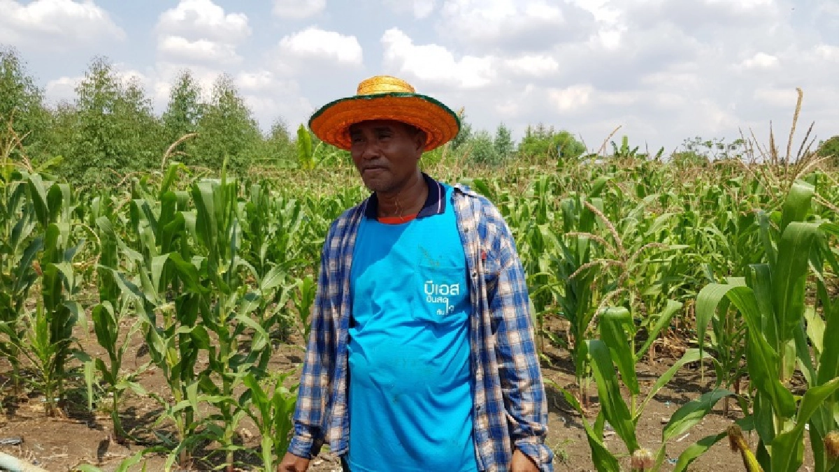 "CPF" โชว์ความสำเร็จ "เกษตรกรพึ่งตน ข้าวโพดยั่งยืน"​ ปลูกข้าวโพดรักษ์โลก สร้างรายได้ที่มั่นคง  