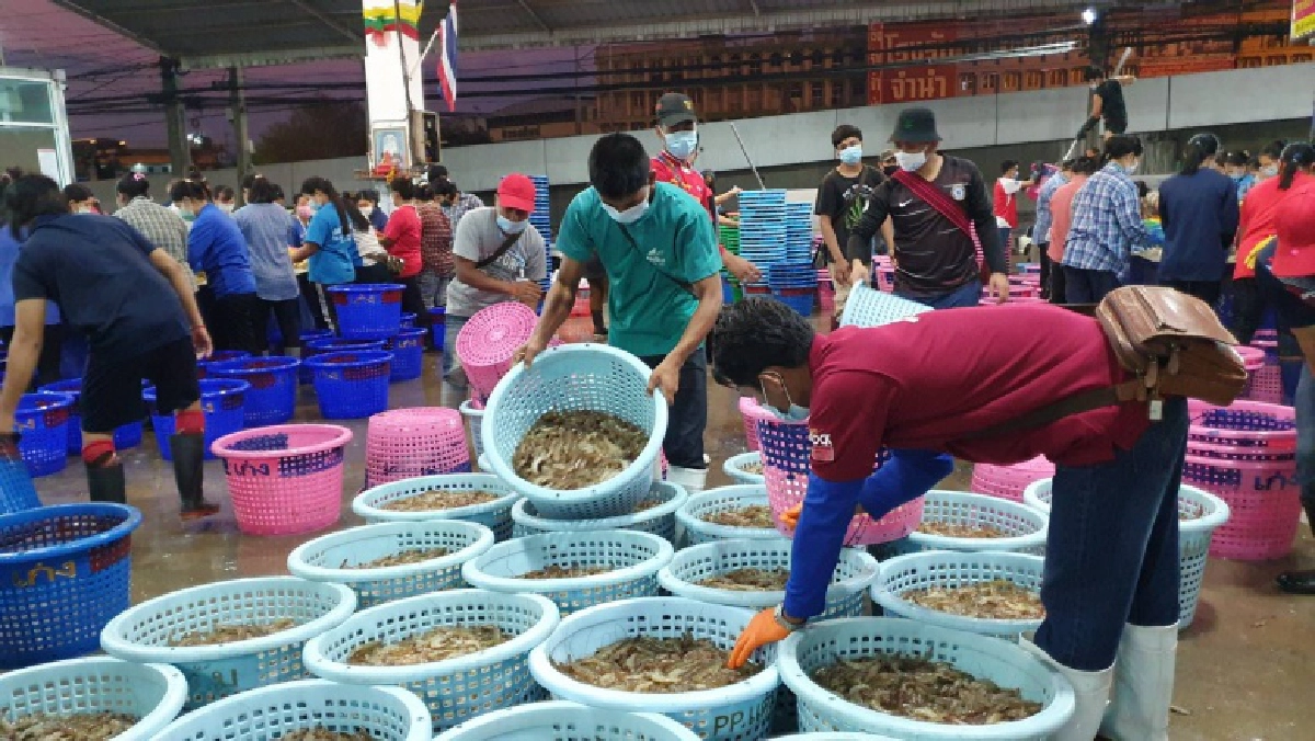 เปิดตลาดกลางกุ้งวันนี้ หลังปิดมานาน3เดือน พ่อค้าแม่ค้ากลับมาคึกคักอีกครั้ง