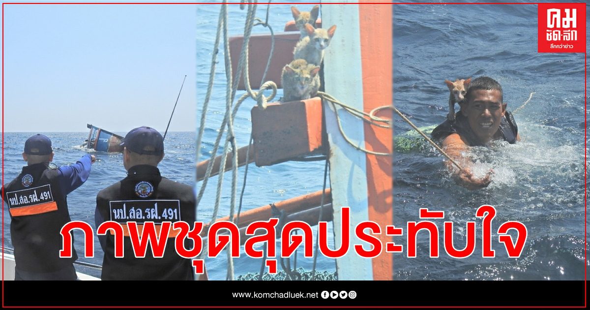 เปิดภาพสุดประทับใจทหารช่วยน้องแมวจากเรือที่จมกลางทะเลก่อนขาดน้ำอาหารรอดปลอดภัยทุกตัว เปิดภาพสุดประทับใจทหารช่วยน้องแมวจากเรือที่จมกลางทะเลก่อนขาดน้ำอาหารรอดปลอดภัยทุกตัว