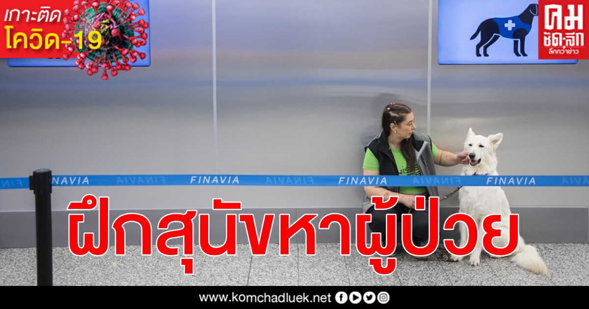 สวิตเซอร์แลนด์ฝึก สุนัขดมกลิ่น โควิด-19 ทางเลือกของการตรวจคัดกรองไม่แพง สวิตเซอร์แลนด์ฝึก สุนัขดมกลิ่น โควิด-19 ทางเลือกของการตรวจคัดกรองไม่แพง