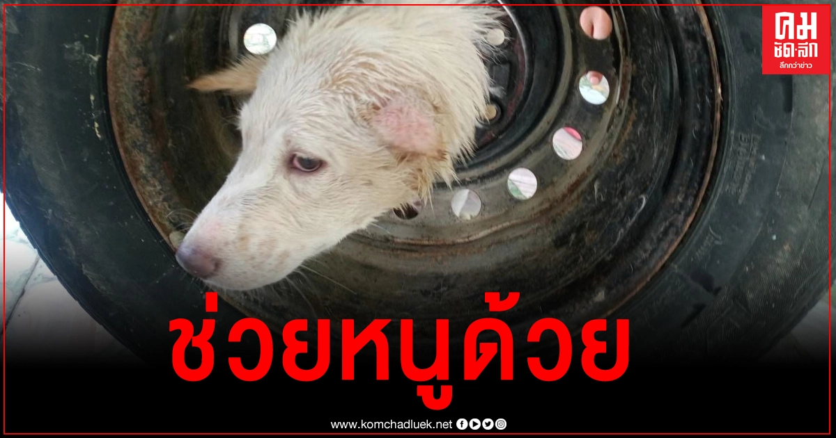 ลุ้นระทึก กู้ภัยช่วยเจ้า โอเลี้ยง ลูกสุนัขเพศเมียวัย 3 เดือน เล่นซุกซนหัวมุดเข้าไปติดในวงล้อรถออกไม่ได้