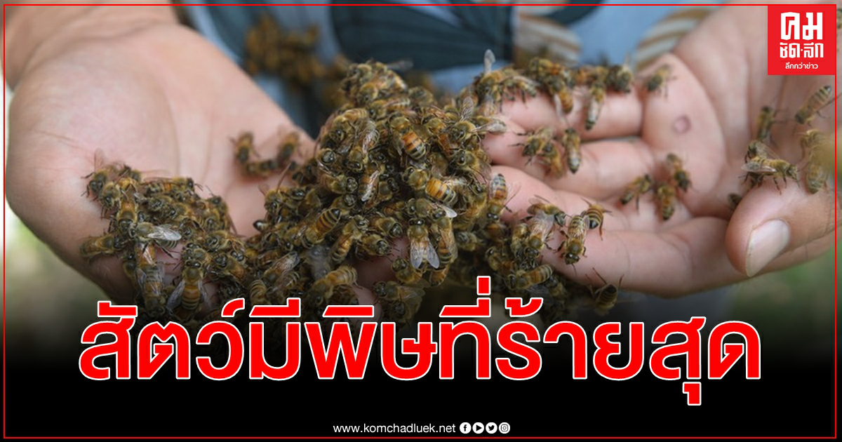 ผิดโผเกินคาด ผึ้ง ครองแชมป์ สัตว์มีพิษที่ร้ายอันตรายที่สุดในออสเตรเลีย