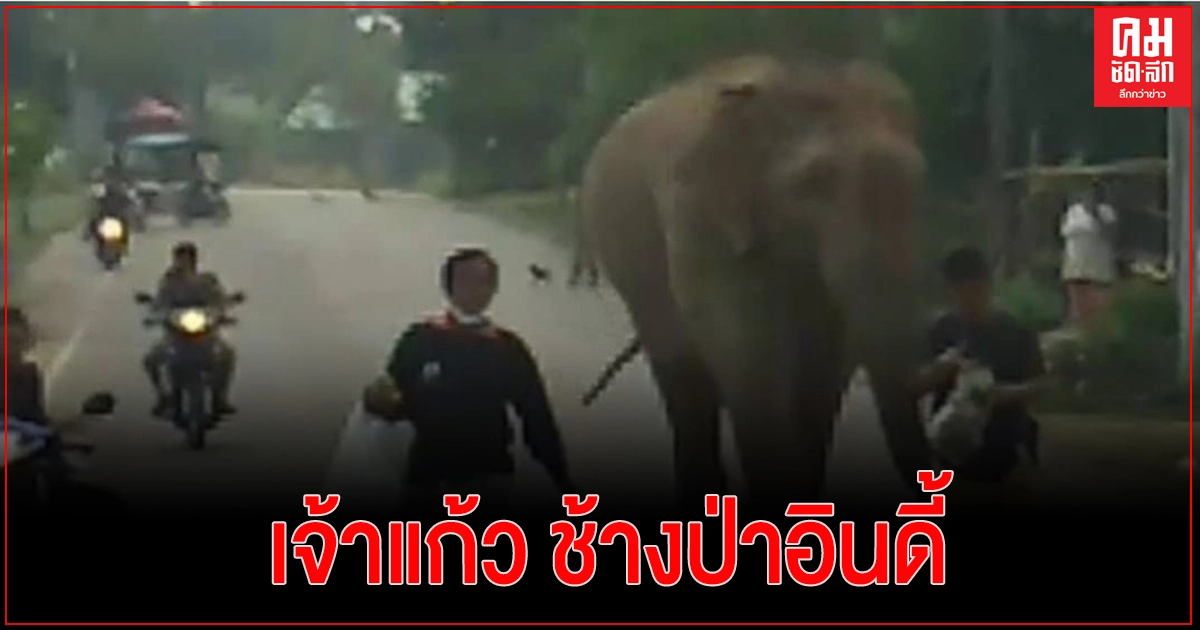 ชมความน่ารัก "เจ้าสีดอแก้ว" ช้างป่าเขาอ่างฤาไน บุกเคาะระฆังโรงเรียน (คลิป)