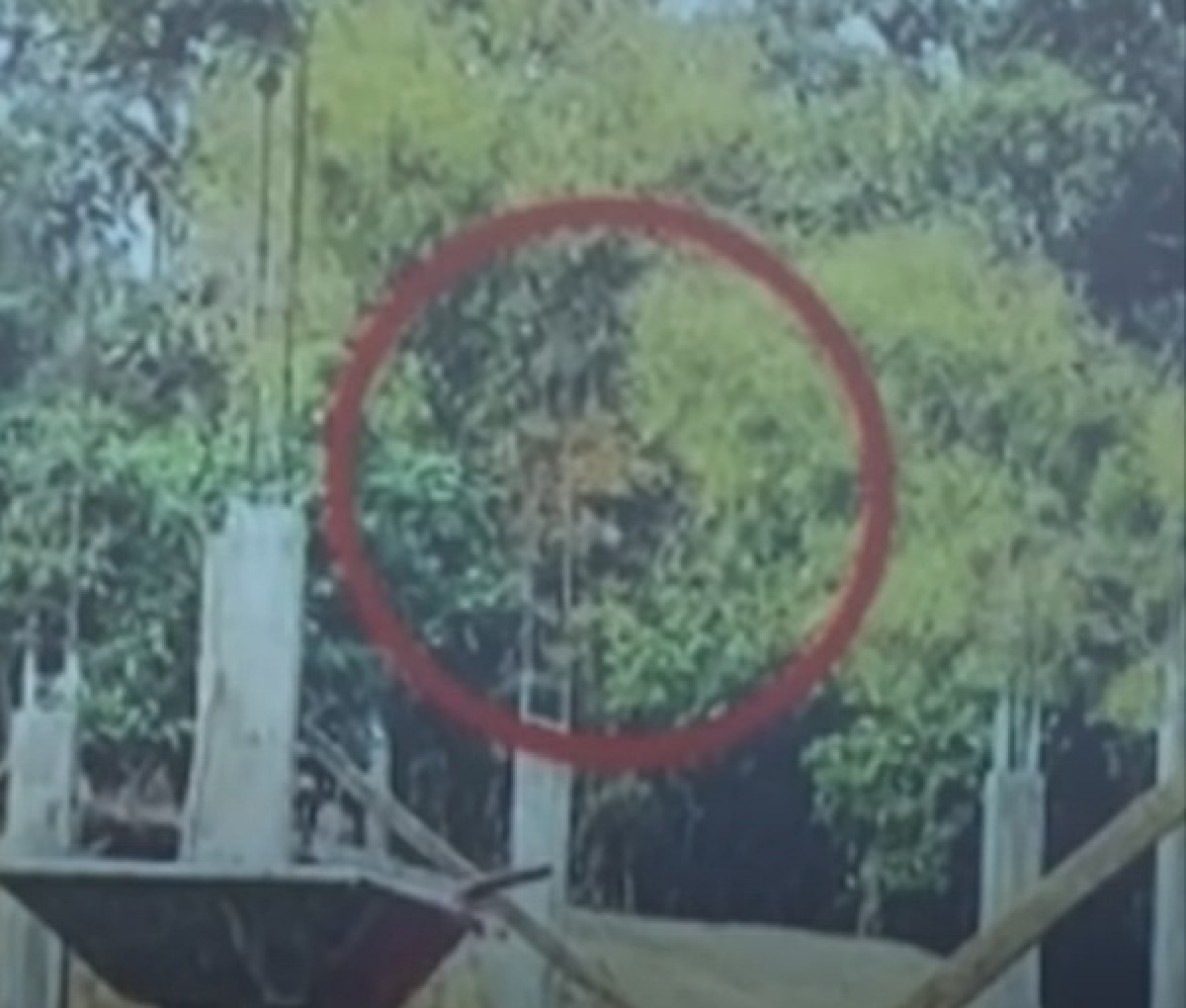 พญานาค