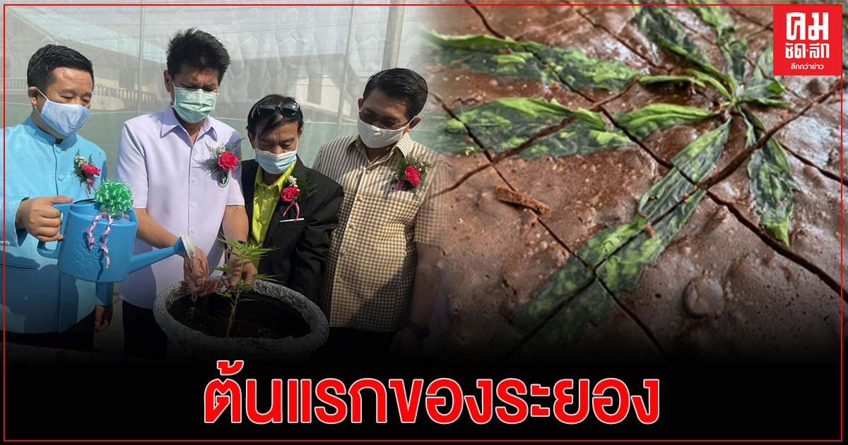 รมช.สาธิต เปิดโครงการปลูกกัญชาเพื่อประโยชน์ ทางการแพทย์ เริ่มปลูกเป็นต้นแรกของจังหวัดระยอง รมช.สาธิต เปิดโครงการปลูกกัญชาเพื่อประโยชน์ ทางการแพทย์ เริ่มปลูกเป็นต้นแรกของจังหวัดระยอง