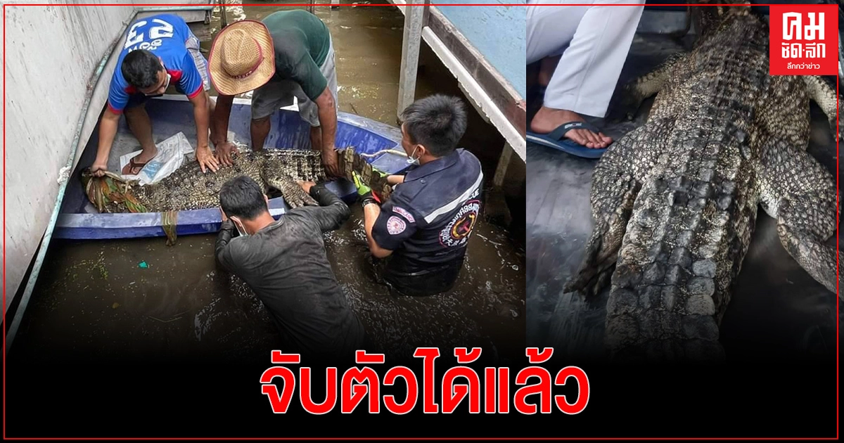 จับแล้วจระเข้ตัวยาวกว่า 3 เมตร ซอยเทศบาลบางปู 12 จับแล้วจระเข้ตัวยาวกว่า 3 เมตร ซอยเทศบาลบางปู 12